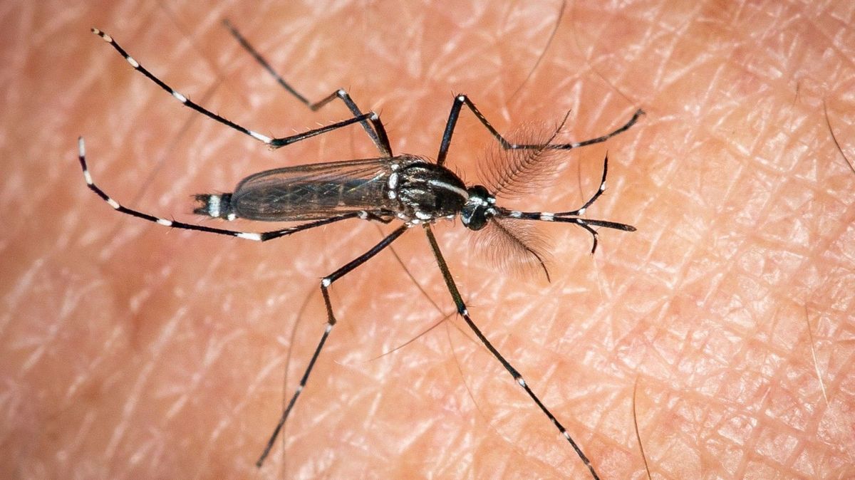 Paříž poprvé vytáhla do boje proti komárovi tygrovanému